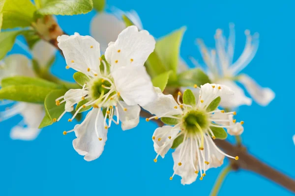 Blooming tree twig on a blue background — Stock Photo, Image