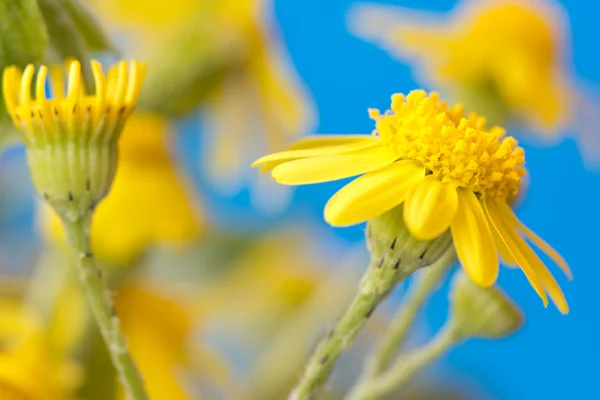 Flores amarelas bonitos em um fundo azul — Fotografia de Stock