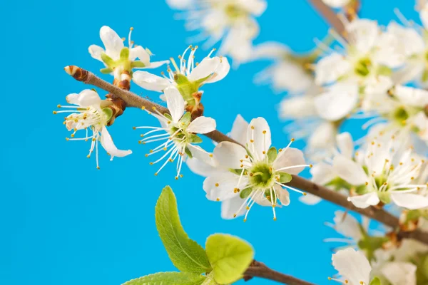 Blooming twigs on a blue background — Stock Photo, Image