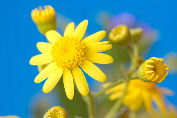 Jasne żółte kwiaty — Zdjęcie stockowe