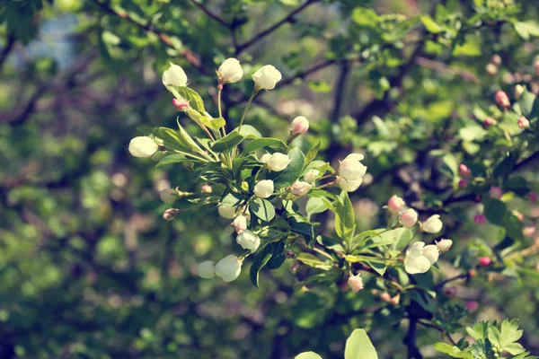 Rama de árbol floreciente con flores blancas suaves — Foto de Stock