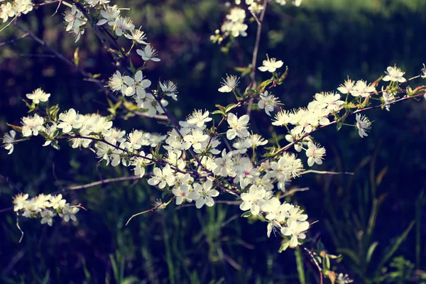 Florecientes ramas de árboles de primavera — Foto de Stock