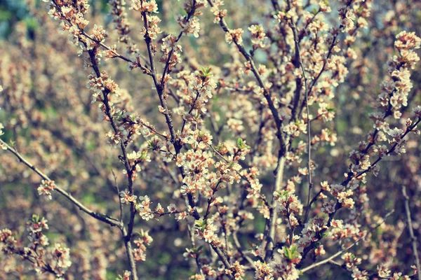 Blooming tree branches in spring — Stock Photo, Image