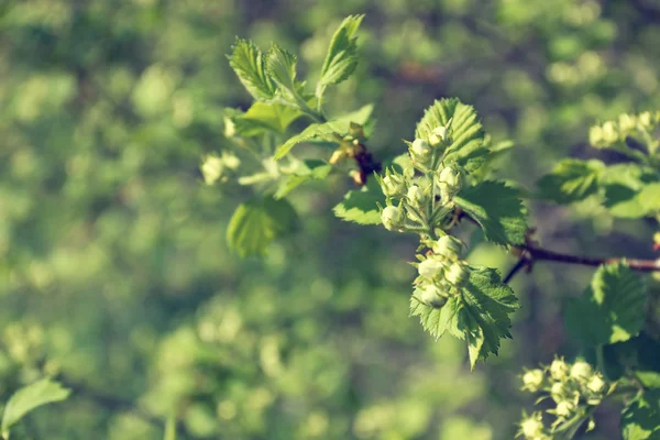 Tree branch with buds — Stock Photo, Image