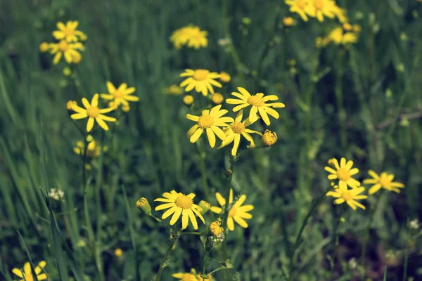 Campo de flores amarelas ensolaradas — Fotografia de Stock