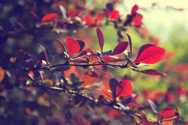 Hermosas hojas rojas en un árbol — Foto de Stock