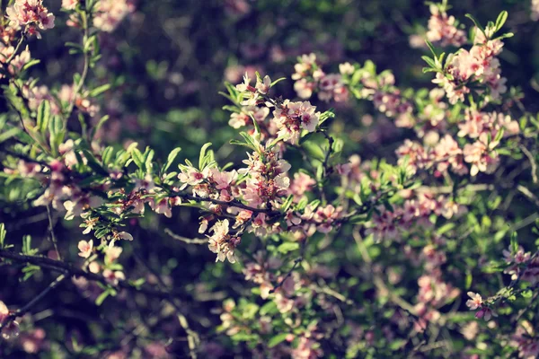 Ramo d'albero fiorito con fiori rosa pallido — Foto Stock