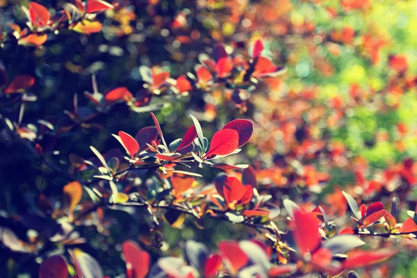 Czerwone liście na drzewie — Zdjęcie stockowe