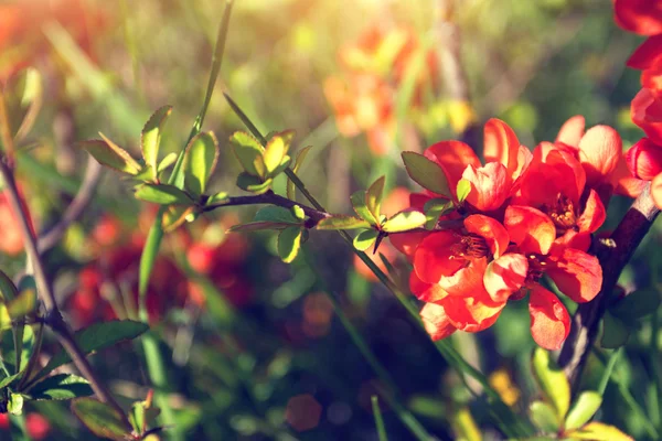 Ramoscelli primaverili con bellissimi fiori rossi — Foto Stock