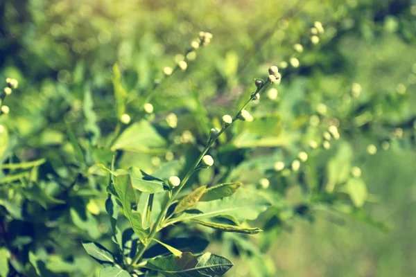 Ramo florescendo na primavera com botões de flor branca — Fotografia de Stock