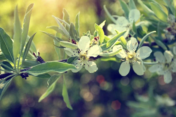 Bella primavera fioritura ramoscello — Foto Stock