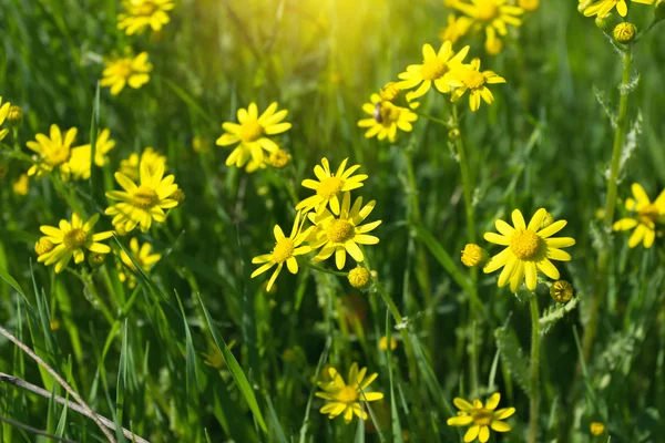 Flores amarelas de primavera iluminadas pelo sol em um prado — Fotografia de Stock
