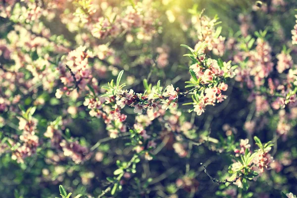 Sunlit blooming branches in spring — Stock Photo, Image