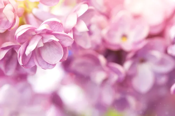 Delicate lilac flower close up — Stock Photo, Image