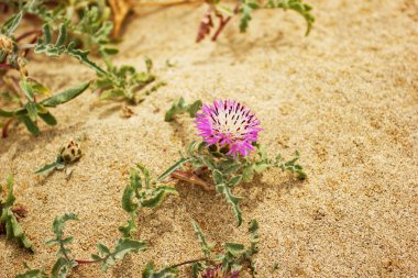 kuma büyüyen çiçek