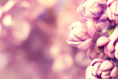 İhale nazik Eflatun çiçekler, makro çekim