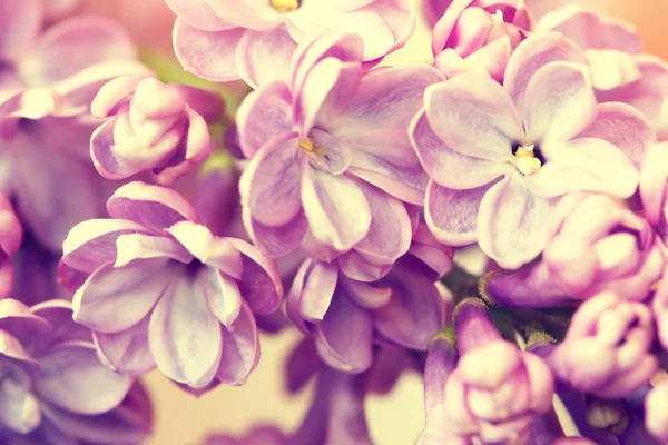 Hermosas flores lila, macro disparo —  Fotos de Stock