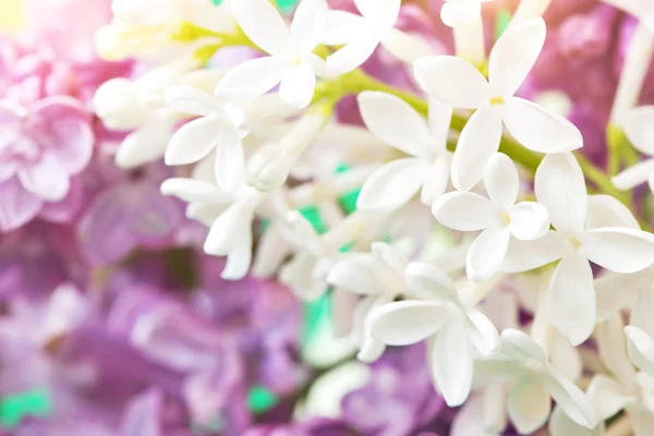 Flores lilás brancas macias, macro shot — Fotografia de Stock