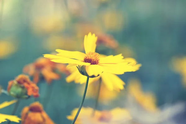 Flor amarilla de verano en una niebla —  Fotos de Stock