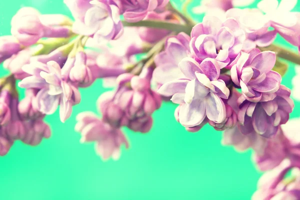 Aranyos lila virágok ága — Stock Fotó