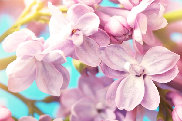 Niedliche fliederfarbene Blüten, Makroaufnahme — Stockfoto