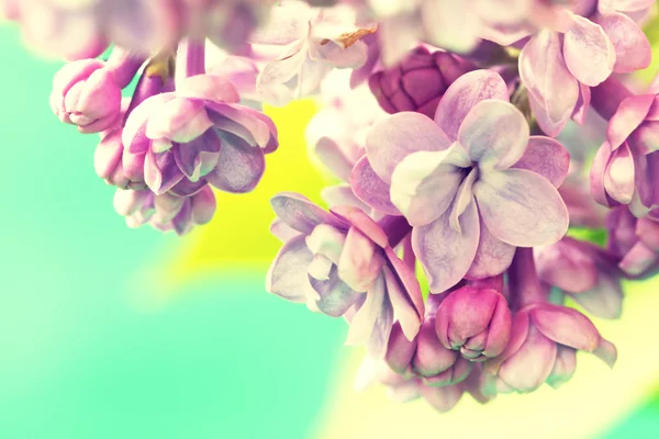 Branch of tender lilac flowers — Stock Photo, Image