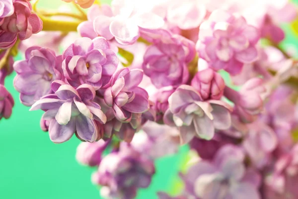 Delicate lilac flowers — Stock Photo, Image