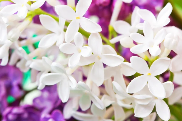 美しい白いライラックの花 — ストック写真