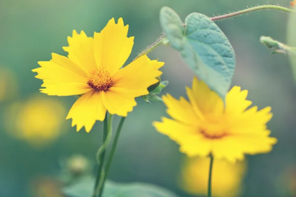 Cute yellow flowers in a fog — Stock Photo, Image