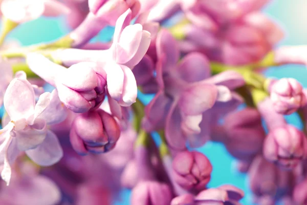 Gentle lilac flowers on a blue background — Stock Photo, Image