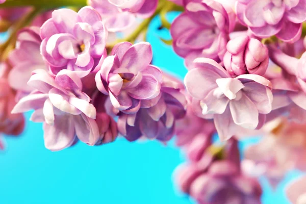 Szép lila virágok, kék háttérrel — Stock Fotó