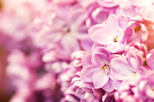 부드러운 라일락 꽃과 초록 꽃 배경 — 스톡 사진
