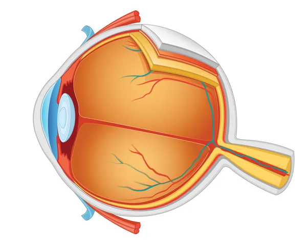 Векторная иллюстрация анатомии глаз — стоковый вектор