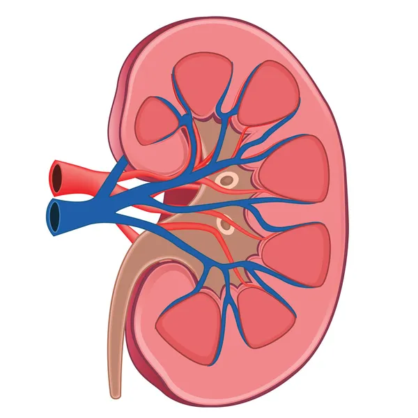 Illustrazione del vettore renale — Vettoriale Stock