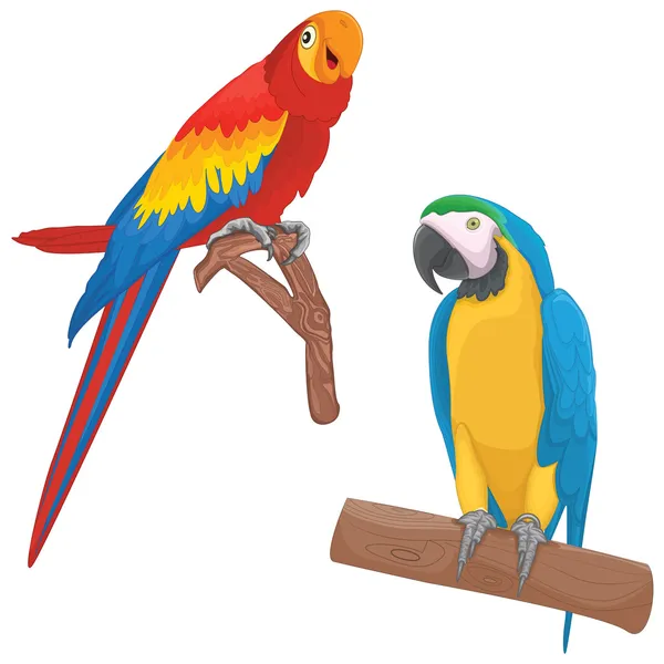 Papoušci vektorové ilustrace — Stockový vektor