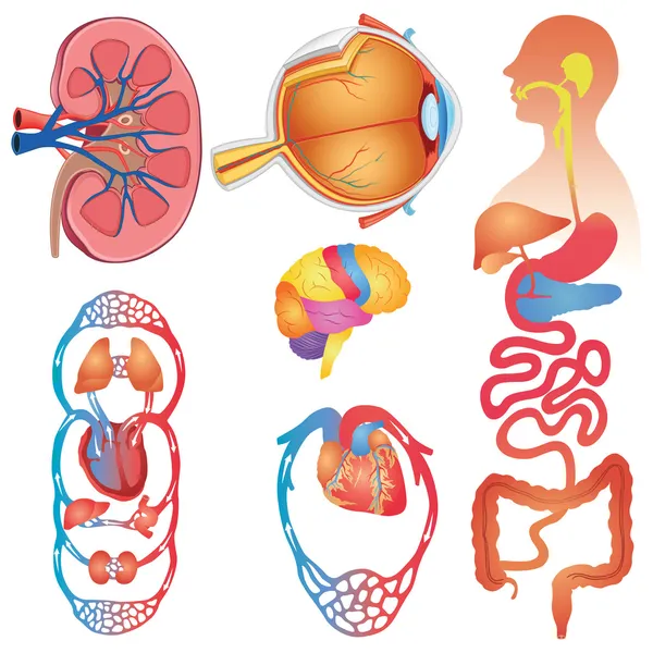 Conjunto de vectores de partes del cuerpo humano — Archivo Imágenes Vectoriales