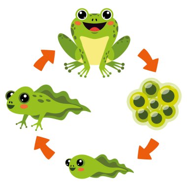 The Life Cycle Of Frog
