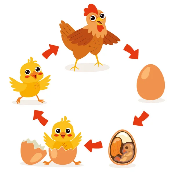 Ciclo Vida Pollo — Vector de stock