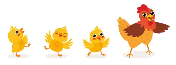 Cartoon Illustration Chicken Chicks — Stock vektor