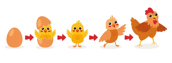 Процесс Вылупления Выращивания Цыплят — стоковый вектор