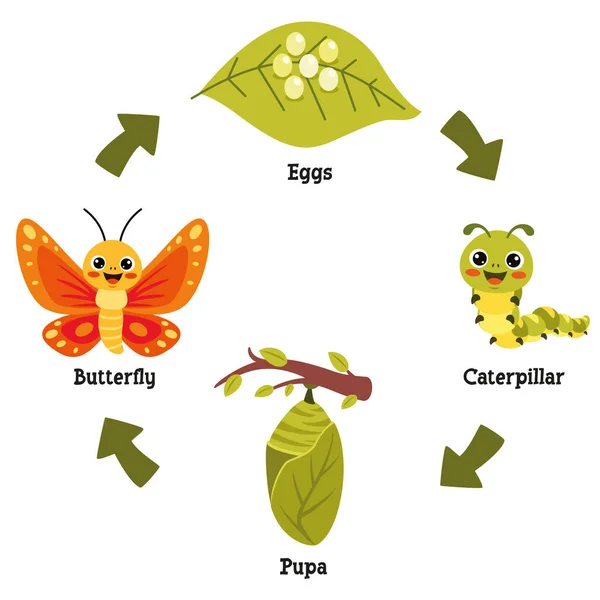 Life Cycle Butterfly — Stockový vektor