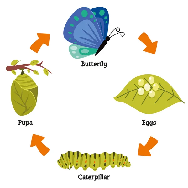 Κύκλος Ζωής Της Πεταλούδας — Διανυσματικό Αρχείο