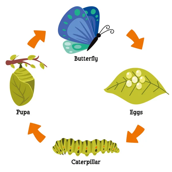 Life Cycle Butterfly — Vetor de Stock