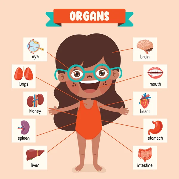 Desenho Desenhos Animados Partes Corpo Humano —  Vetores de Stock