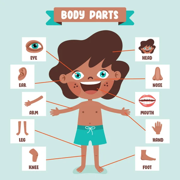 Dibujo Dibujos Animados Partes Del Cuerpo Humano — Vector de stock