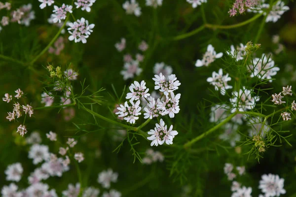 Cilantro Plant Blooms White Small Flowers — Stock Photo, Image