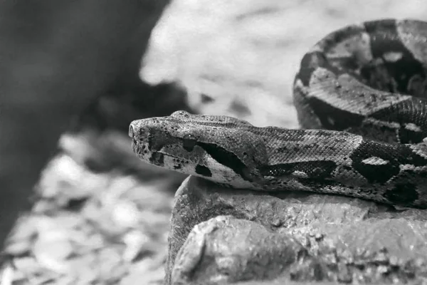 Hayvan yılan boa yılanı yılanı yılanı. Siyah beyaz fotoğraf.. 