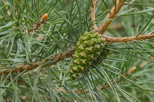 Unripe Spruce Cones Tree Branch Stock Photo