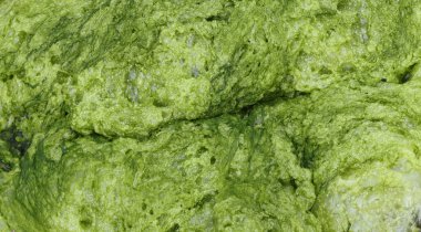 Rezervuarın kimyasal reaksiyonlarla kirlenmesi. Köpük ve yosun.. 