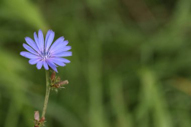 Yaygın hindiba (Cichorium intybus). Sahada yazın çiçek açan hindiba..